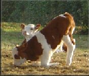 calf