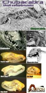 Chupacabra skull comparasions