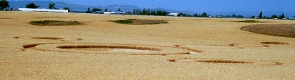 Teton Cropcircle© Copyright 2002-2005 Dave Rosenfeld